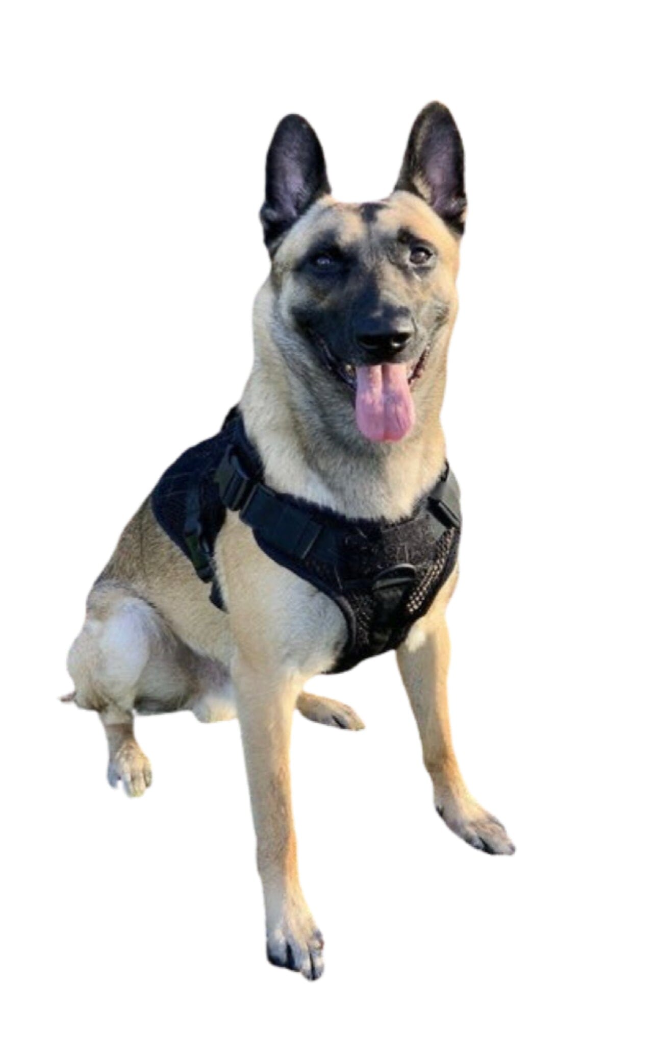 Take German Shepherd Best Dog Harness for Pulling